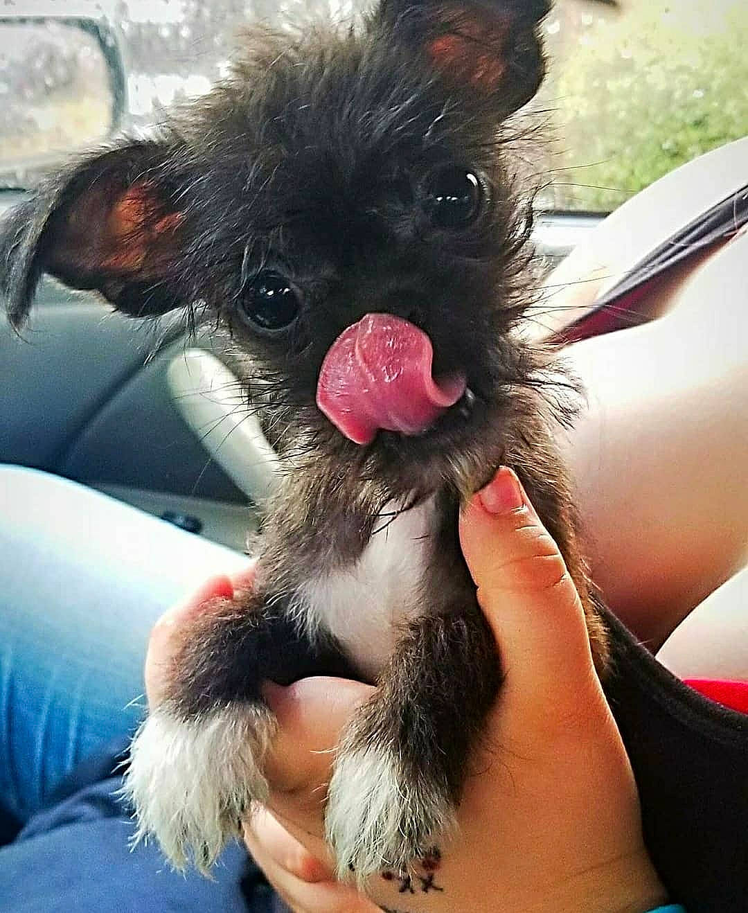 Gizmo joined the competition — help win amazing prizes! cairn_terrier, canidae, carnivore, companion_dog, dog, dog_breed, ear, fawn, mammal, puppy, skin, snout, sporting_group, toy_dog