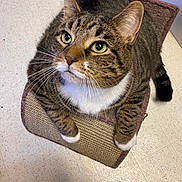 Taz joined the competition — help win amazing prizes! cat, tabby, white_paws, scratching_post, pet, feline, indoor, floor, curious, whiskers, ears, tail, close_up, cute, mammal, domestic_animal, looking_up, striped, fur, animal