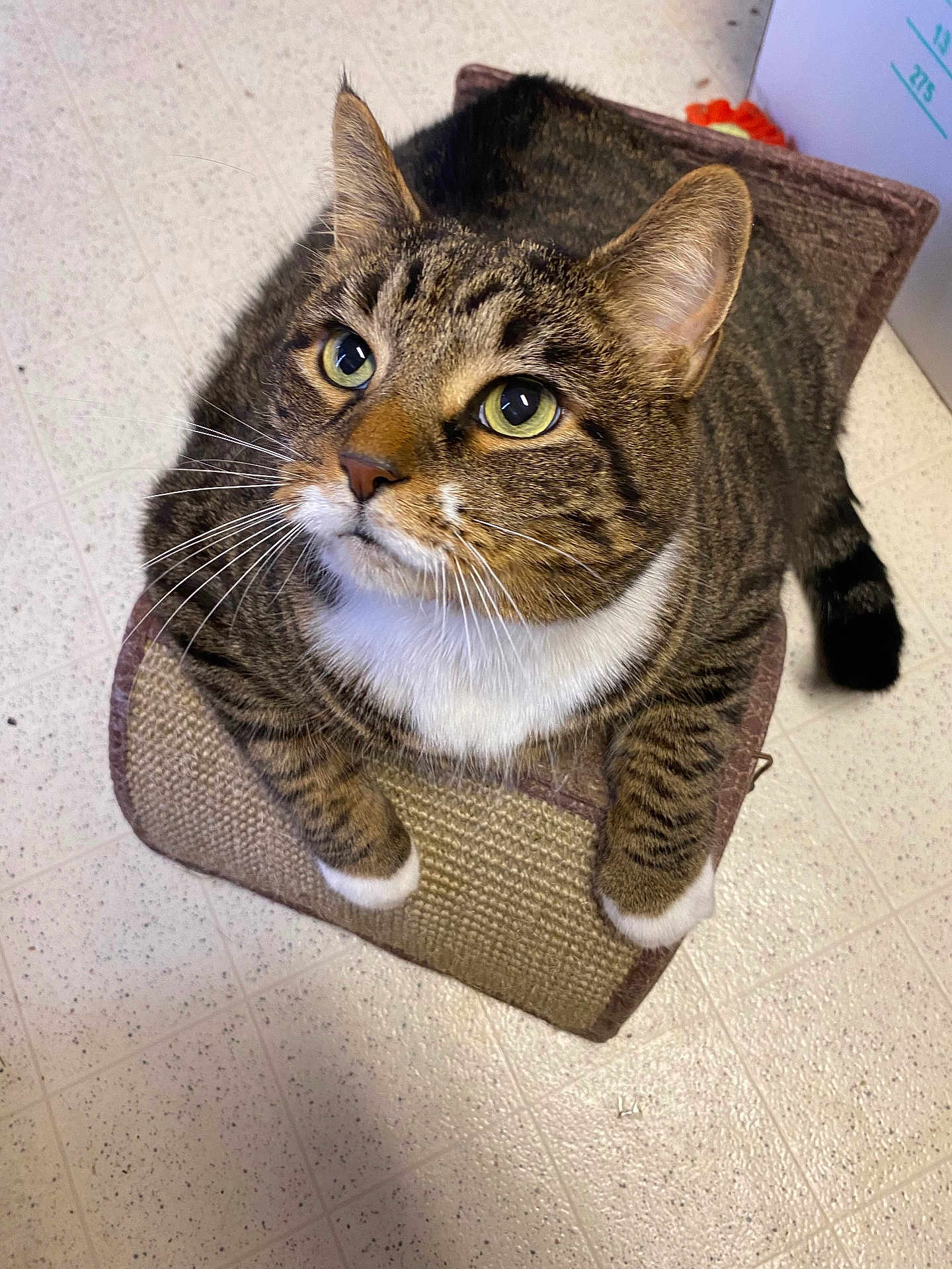Taz