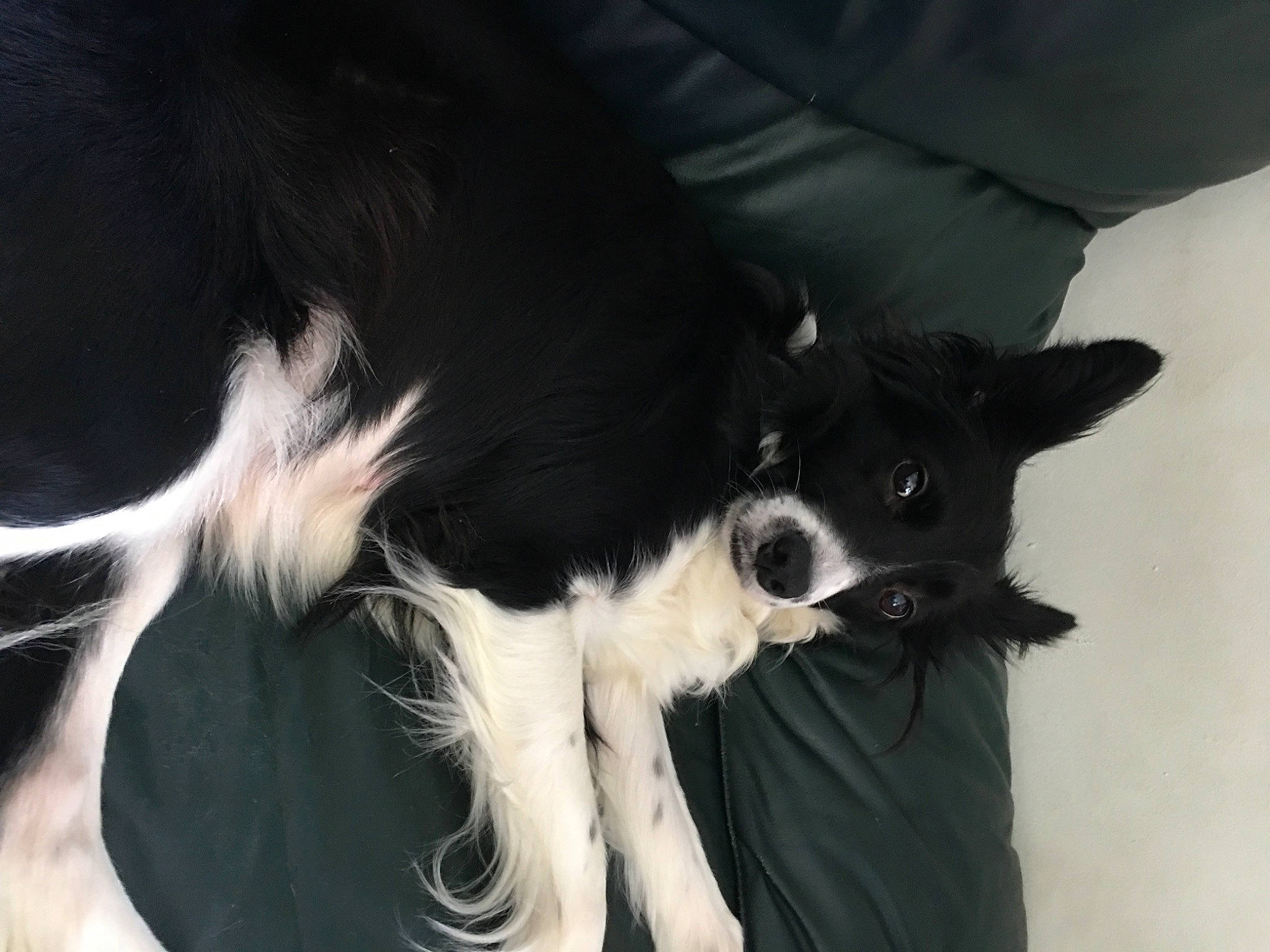 Kiara participe au concours pour gagner de l'argent avec cette photo : border_collie, canidae, carnivore, claw, comfort, companion_dog, dog, dog_breed, foot, fur, herding_dog, human_leg, paw, snout, sporting_group, tail, terrestrial_animal, whiskers, working_animal, working_dog