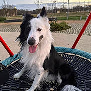 Opi participe au concours pour gagner de l'argent avec cette photo : dog, border_collie, black_and_white, sitting, tongue_out, swing, park, outdoor, leash, happy, animal, fur, pet, playground, nature, trees, sky, leaves, daylight, canine