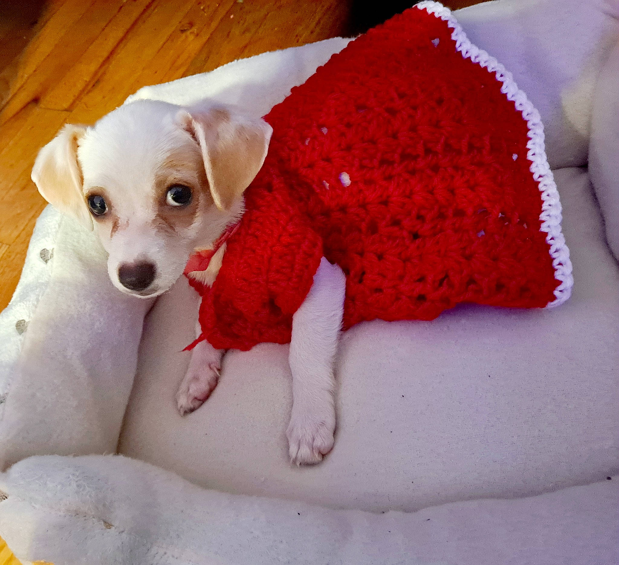 Abby is registered to the contest to win money with this photo: art, canidae, carnivore, companion_dog, creative_arts, dog, dog_breed, dog_supply, fawn, fur, magenta, pattern, pet_supply, pink, sleeve, snout, sporting_group, toy_dog, woolen, working_animal