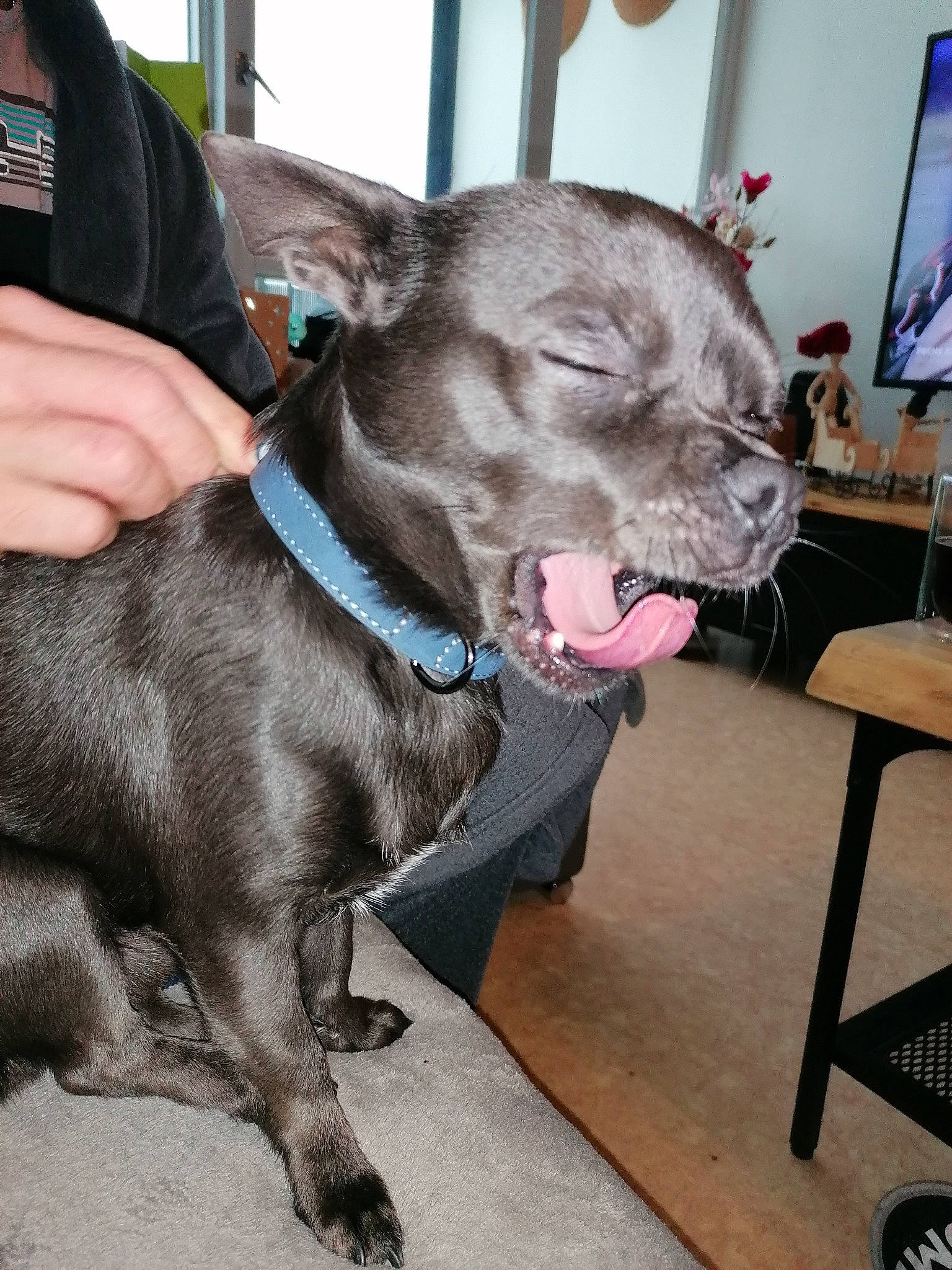 Spike a rejoint le concours — aidez-le/la à gagner de superbes lots ! canidae, carnivore, collar, companion_dog, dog, dog_breed, dog_collar, ear, fashion_accessory, fawn, fur, jaw, leash, liver, picture_frame, snout, sporting_group, television, whiskers, working_animal