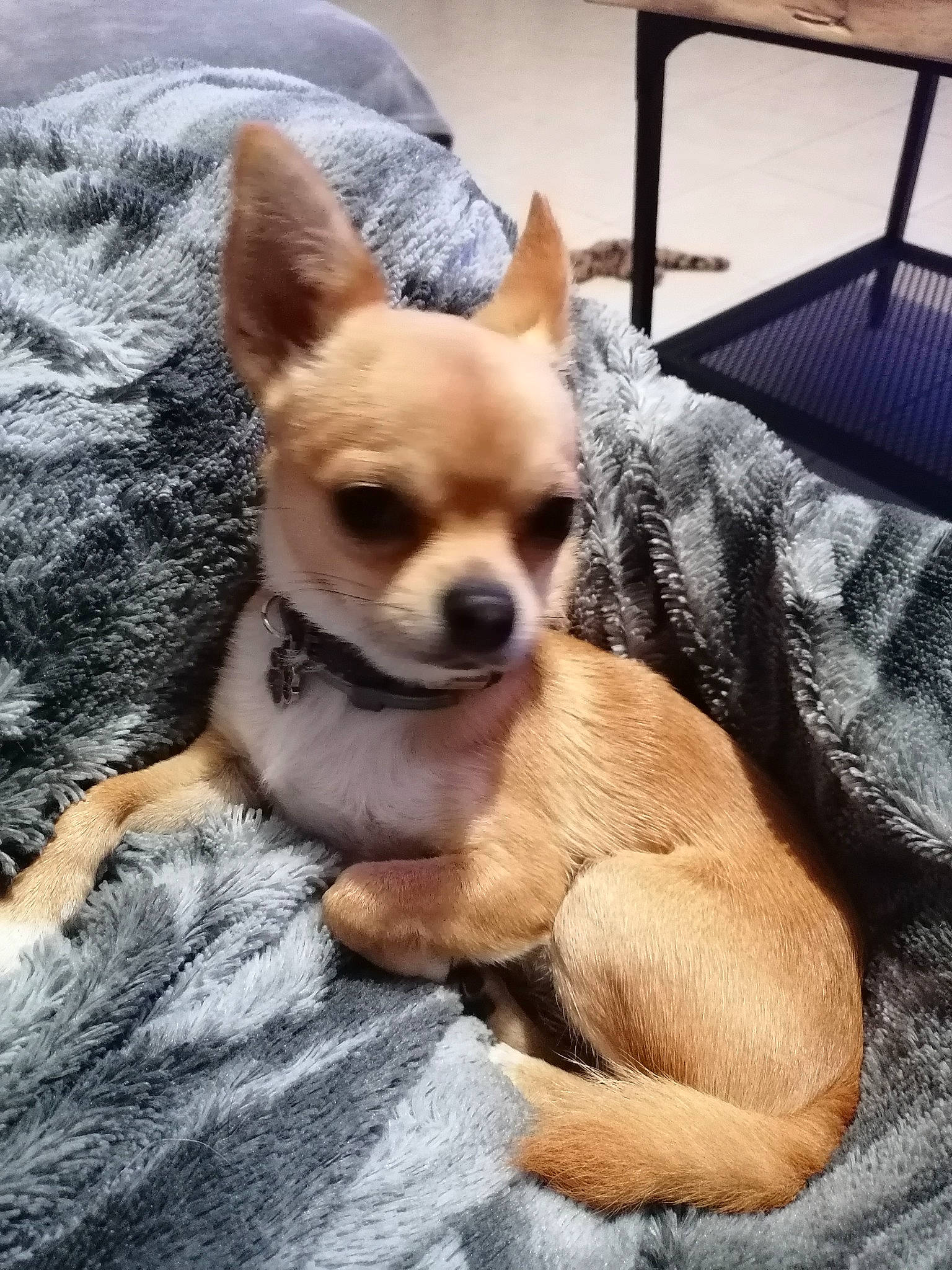 Twix participe au concours pour gagner de l'argent avec cette photo : canidae, carnivore, chair, chihuahua, comfort, companion_dog, corgi_chihuahua, dog, dog_breed, dog_supply, ear, fawn, fur, furniture, sporting_group, terrestrial_animal, toy_dog, whiskers, wood, working_animal