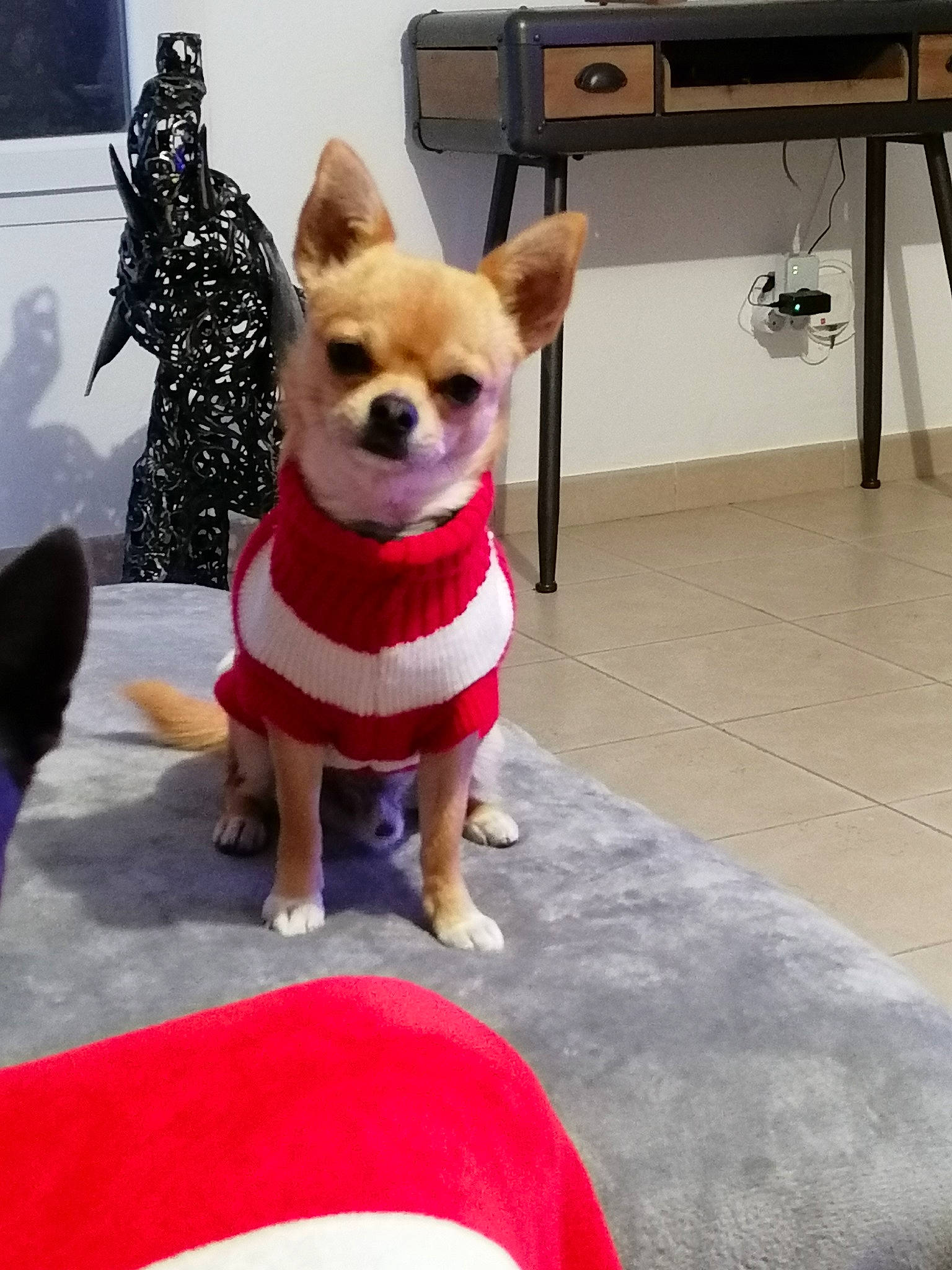 Twix participe au concours pour gagner de l'argent avec cette photo : canidae, carnivore, chair, chihuahua, companion_dog, computer_keyboard, dog, dog_breed, dog_clothes, dog_supply, event, fawn, flooring, fur, snout, sporting_group, tail, toy_dog, window, working_animal