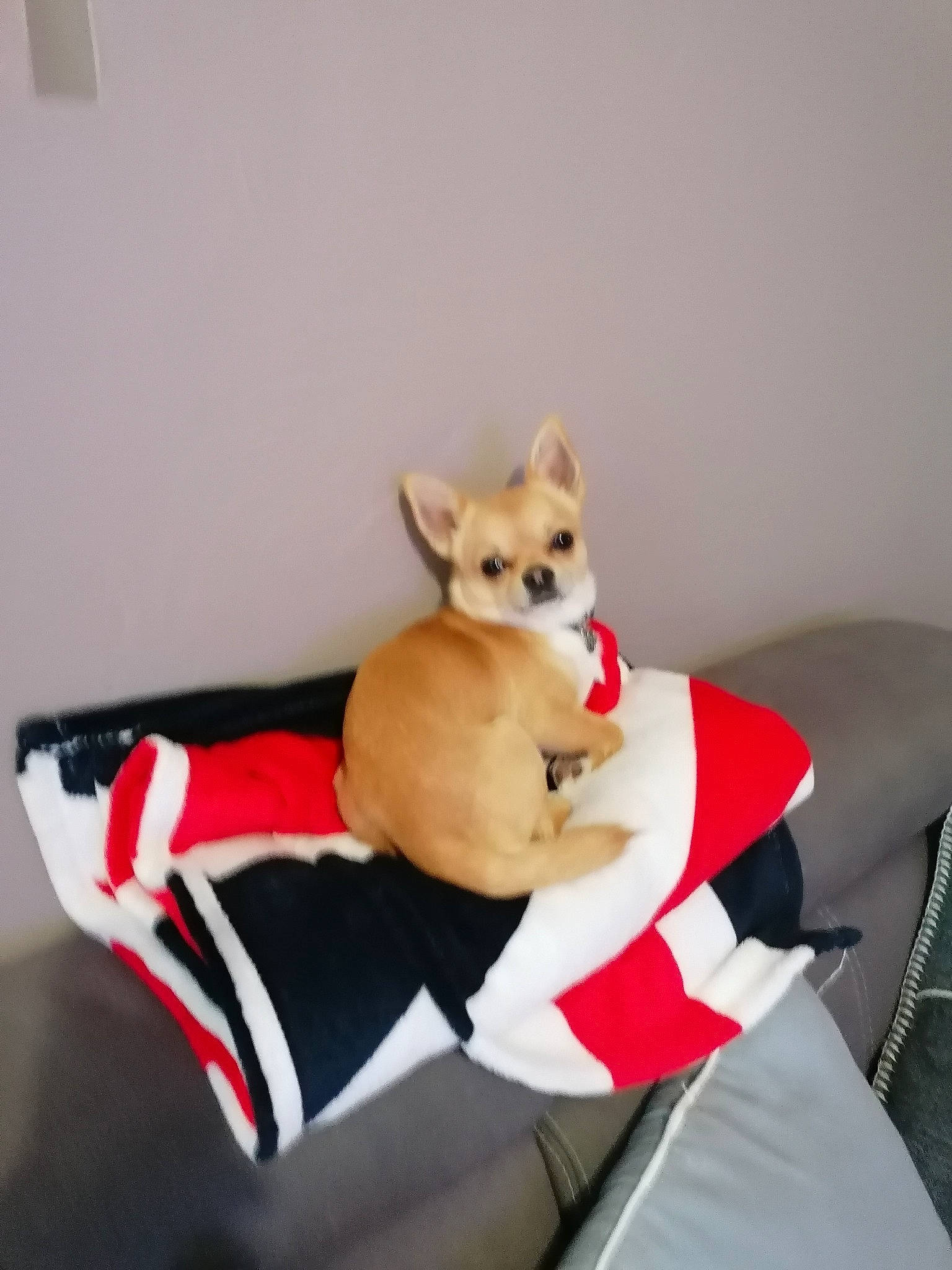 Twix participe au concours pour gagner de l'argent avec cette photo : canidae, carmine, carnivore, chihuahua, comfort, companion_dog, dog, dog_breed, dog_supply, fawn, paw, sitting, snout, spitz, sporting_group, stuffed_toy, tail, toy, toy_dog, working_animal