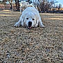 Everest joined the competition — help win amazing prizes! dog, white_dog, outdoor, grass, dry_grass, happy, pet, animal, canine, nature, fence, tree, sunlight, yard, playful, mammal, two_dogs, smiling, daytime, background