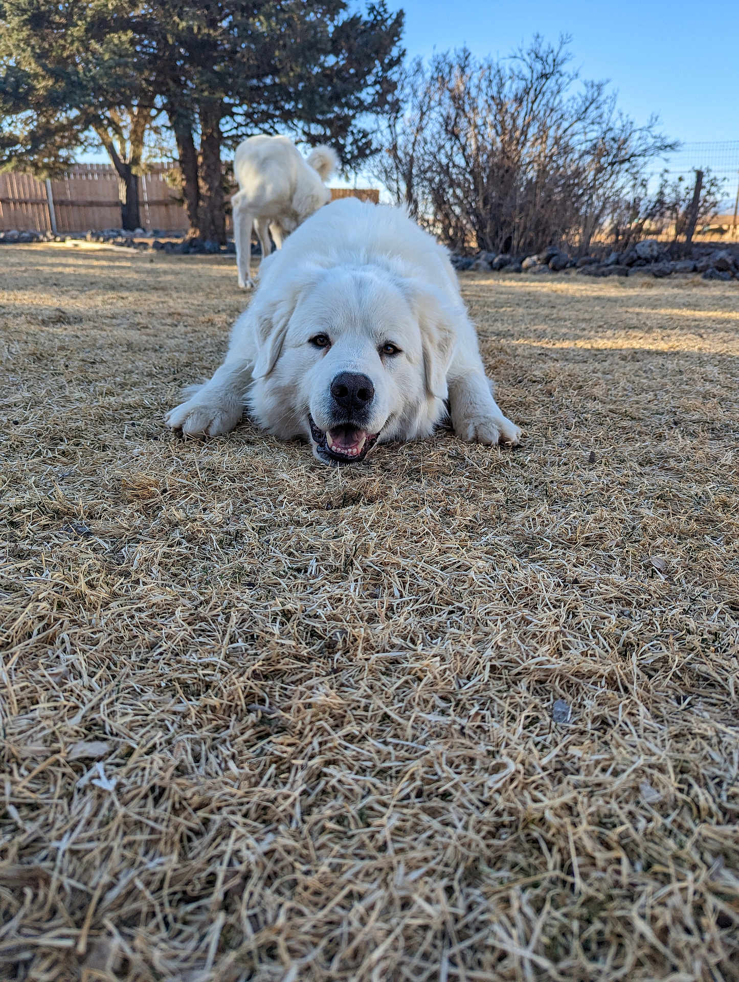 Everest joined the competition — help win amazing prizes! dog, white_dog, outdoor, grass, dry_grass, happy, pet, animal, canine, nature, fence, tree, sunlight, yard, playful, mammal, two_dogs, smiling, daytime, background