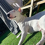 Iggy a rejoint le concours — aidez-le/la à gagner de superbes lots ! dog, bull_terrier, white_dog, outdoor, sunlight, grass, artificial_grass, relaxed, pet, canine, summer, chair, wooden_chair, fabric, shade, shadow, daylight, animal, close_up, nature