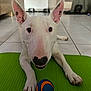 Iggy participe au concours pour gagner de l'argent avec cette photo : dog, bull_terrier, white_dog, pet, indoor, floor, tile_floor, green_mat, ball, toy, playful, animal, paw, ears, close_up, looking_at_camera, household, background, curious, friendly