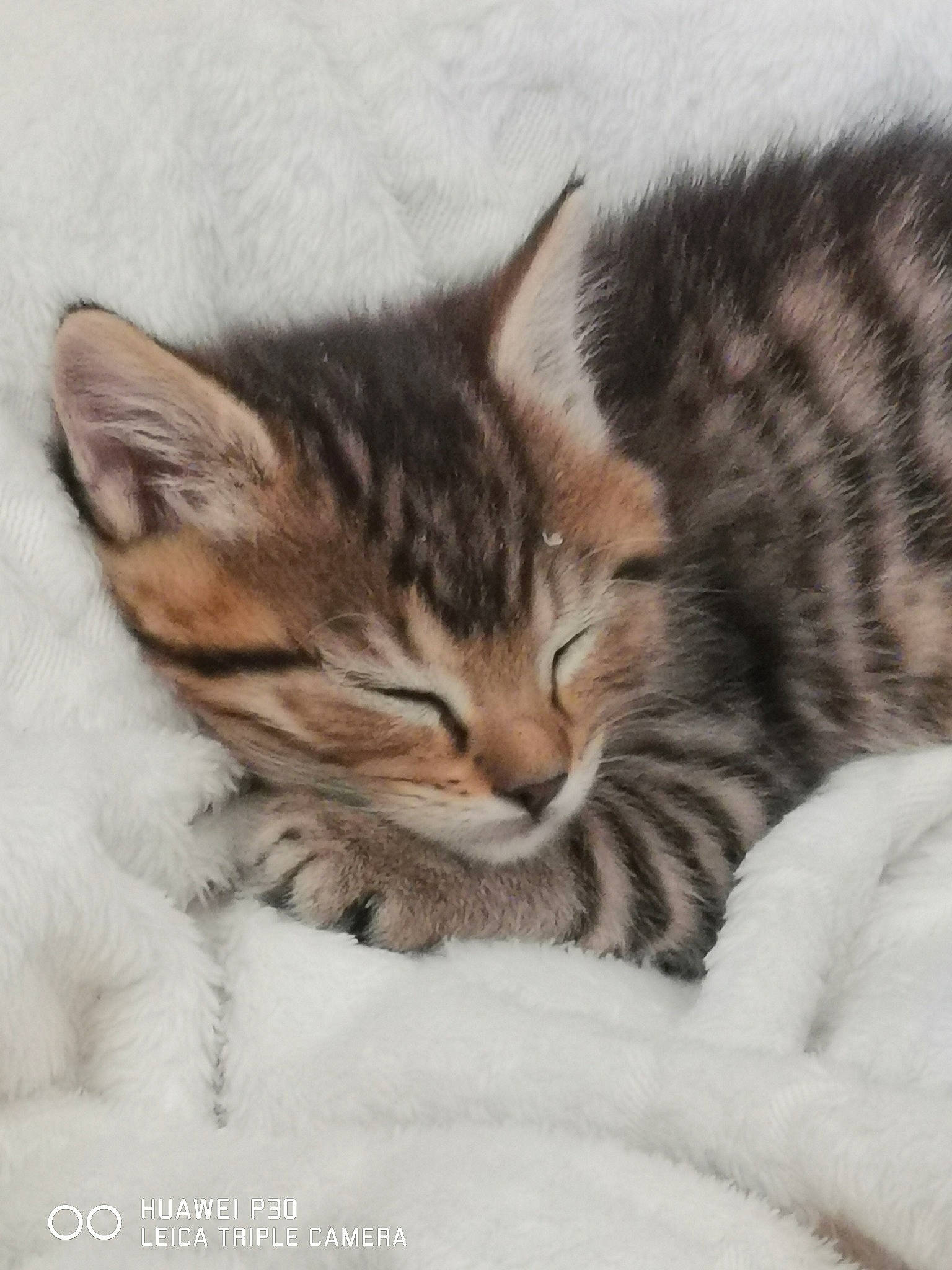 Mallow participe au concours pour gagner de l'argent avec cette photo : american_shorthair, american_wirehair, asian, bengal, california_spangled, carnivore, cat, domestic_short_haired_cat, dragon_li, egyptian_mau, european_shorthair, felidae, kitten, mammal, nap, pixie_bob, small_to_medium_sized_cats, tabby_cat, vertebrate, whiskers