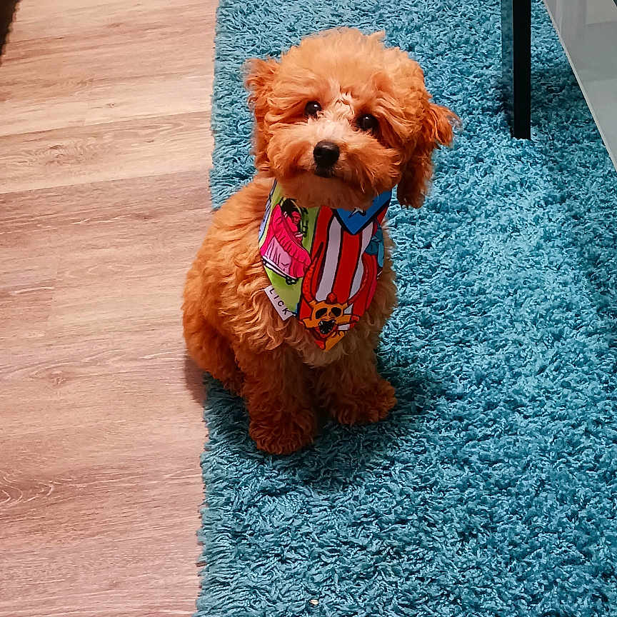 Romeo joined the competition — help win amazing prizes! animal, canine, cockerspaniel, couch, dog, furniture, hardwood, homedecor, hound, indoors, interiordesign, pet, plywood, poodle, puppy, rug, sphere, table, terrier, wood