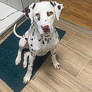 Arya a rejoint le concours — aidez-le/la à gagner de superbes lots ! dalmatian, dog, puppy, sitting, indoor, floor, rug, blue_rug, tile_floor, wood_floor, pet, animal, spotted, ears, nose, looking_up, clean, modern, house, curious
