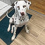 dalmatian, dog, puppy, sitting, indoor, floor, rug, blue_rug, tile_floor, wood_floor, pet, animal, spotted, ears, nose, looking_up, clean, modern, house, curious