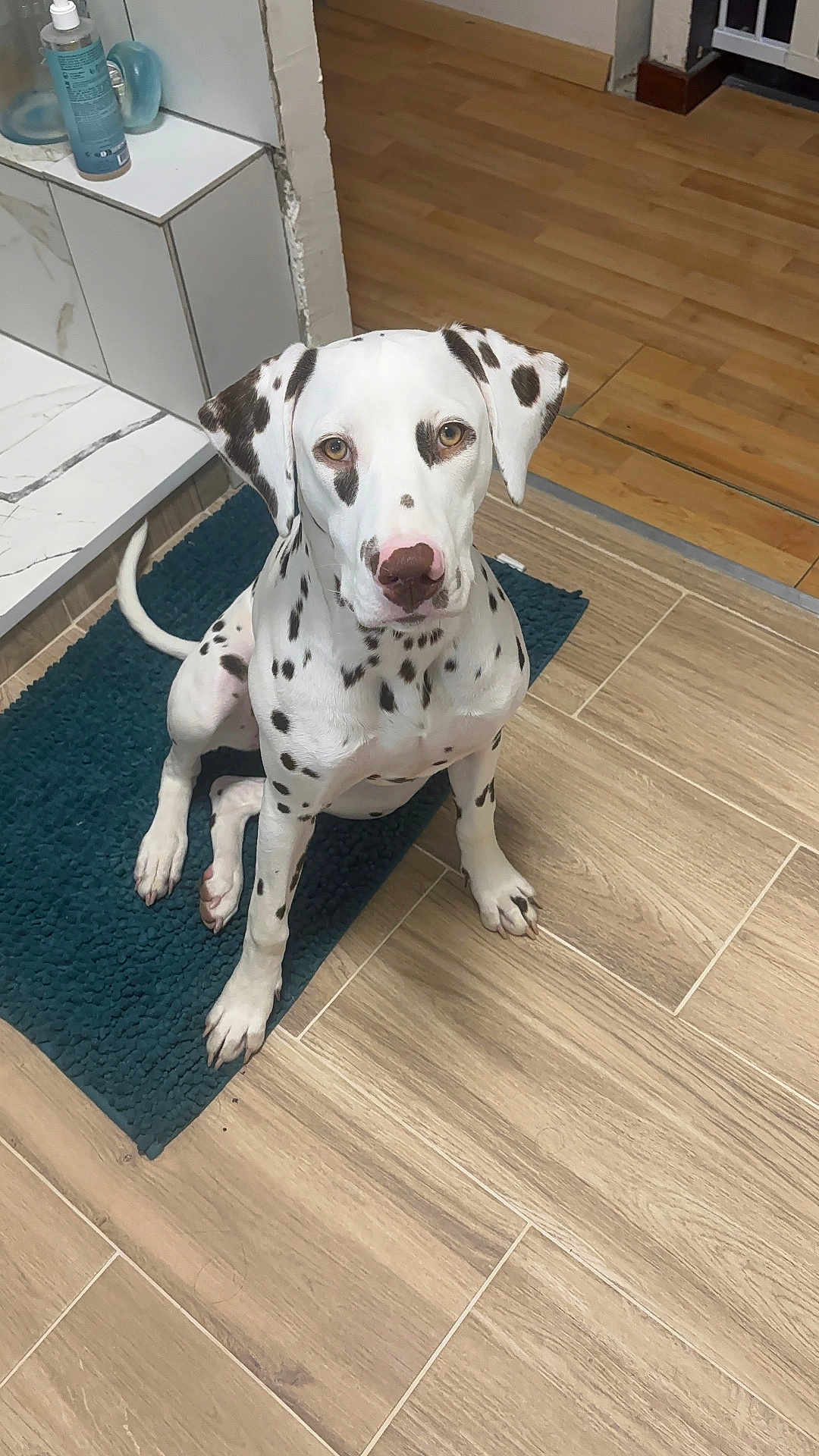 Arya a rejoint le concours — aidez-le/la à gagner de superbes lots ! dalmatian, dog, puppy, sitting, indoor, floor, rug, blue_rug, tile_floor, wood_floor, pet, animal, spotted, ears, nose, looking_up, clean, modern, house, curious