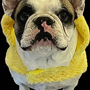 Remy is registered to the contest to win money with this photo: dog, french_bulldog, pet, costume, yellow, fur, ears, paws, black_background, cute, animal, portrait, looking_up, close_up, muzzle, whiskers, domestic_animal, adorable, fluffy, expression