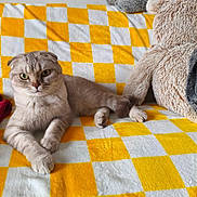 Yoshi participe au concours pour gagner de l'argent avec cette photo : cat, fluffy, checkered_blanket, yellow, white, teddy_bear, plush_toy, indoor, pet, cute, relaxed, feline, cozy, soft, animal, resting, green_eyes, paw, sitting, home