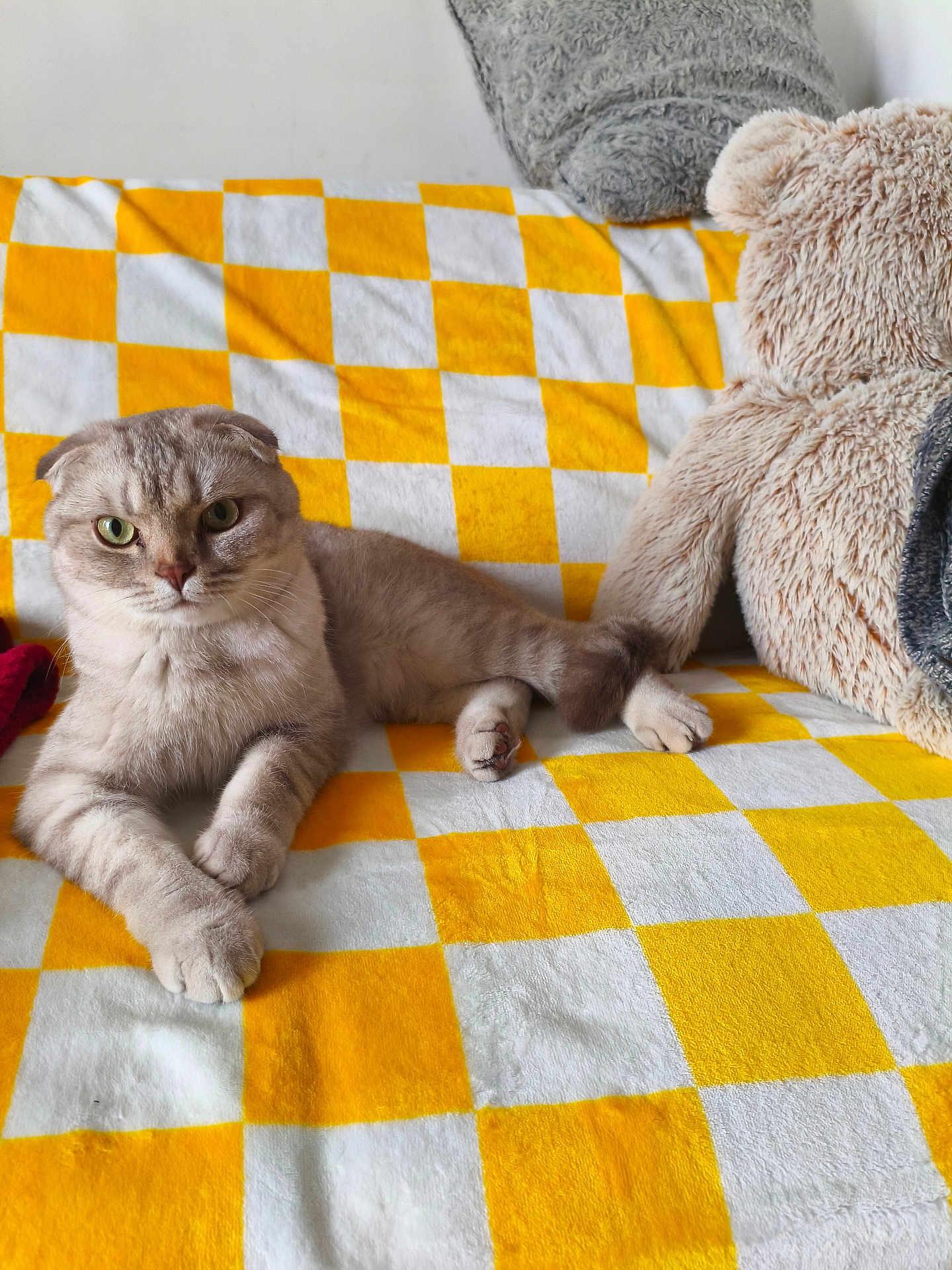 Yoshi participe au concours pour gagner de l'argent avec cette photo : cat, fluffy, checkered_blanket, yellow, white, teddy_bear, plush_toy, indoor, pet, cute, relaxed, feline, cozy, soft, animal, resting, green_eyes, paw, sitting, home