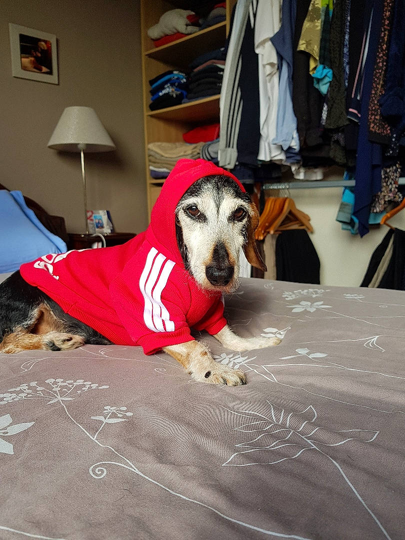 Charlie participe au concours pour gagner de l'argent avec cette photo : bag, carnivore, closet, clothes_hanger, comfort, companion_dog, dog, dog_breed, dog_supply, floor, flooring, lamp, linens, luggage_and_bags, room, shelf, sighthound, sporting_group, wood, working_animal