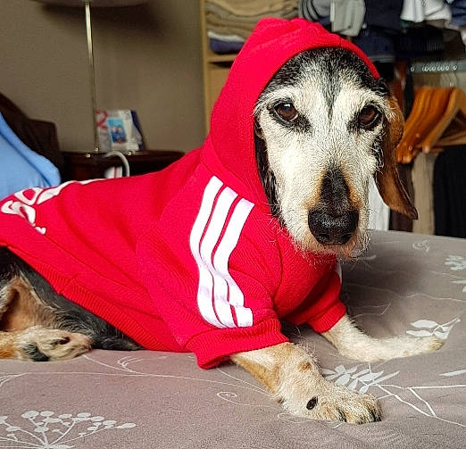 Charlie participe au concours pour gagner de l'argent avec cette photo : canidae, carmine, carnivore, collar, companion_dog, dog, dog_bed, dog_breed, dog_clothes, dog_supply, flooring, fur, non_sporting_group, paw, sitting, snout, sporting_group, whiskers, working_animal, working_dog