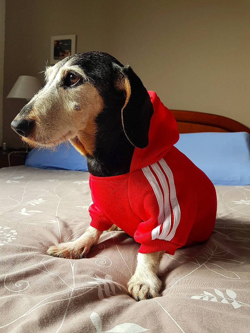 Charlie participe au concours pour gagner de l'argent avec cette photo : canidae, carnivore, companion_dog, dog, dog_breed, dog_clothes, dog_supply, fawn, flooring, fur, hound, hunting_dog, pet_supply, snout, sporting_group, terrestrial_animal, whiskers, working_animal