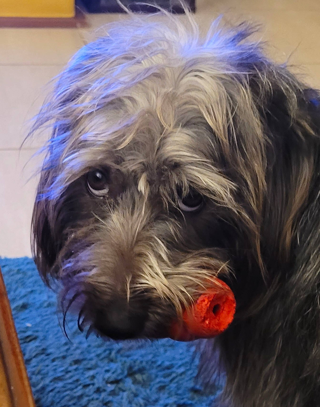 Tao participe au concours pour gagner de l'argent avec cette photo : biewer_terrier, canidae, carnivore, cockapoo, companion_dog, dog, dog_breed, electric_blue, fur, liver, maltepoo, schnauzer, small_terrier, snout, sporting_group, terrier, toy_dog, water_dog, working_animal, yorkipoo