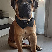 Hudson joined the competition — help win amazing prizes! black_nose, bow_tie, brown_fur, calm, canine, curtains, dog, domestic_animal, ears, floor, furniture, house, indoors, large_dog, paw, pet, portrait, sitting, window, wooden_floor