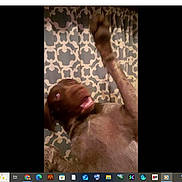 Buck joined the competition — help win amazing prizes! animal, background, blur, brown_dog, canine, curtain, dog, domestic, energetic, expression, fur, household, indoor, motion_blur, pattern, paw, pet, playful, portrait, raised_paw