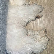 Leo is registered to the contest to win money with this photo: animal, canine, companion, couch, cozy, dog, domestic, floor, fluffy, fur, indoor, nap, pet, quiet, relaxed, resting, side_view, sleeping, white, wooden_floor
