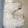 animal, canine, companion, couch, cozy, dog, domestic, floor, fluffy, fur, indoor, nap, pet, quiet, relaxed, resting, side_view, sleeping, white, wooden_floor