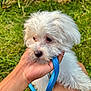 animal, blue_leash, canine, companion, cute, dog, domestic_animal, fur, grass, hand, holding, leash, nature, outdoor, pet, portrait, puppy, small_dog, white_fur, young_dog