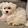 Leo joined the competition — help win amazing prizes! animal, companion, couch, cozy, cute, dog, domestic_animal, ears, face, fluffy, fur, indoor, laying, nose, paw, pet, puppy, relaxing, small_dog, white_fur