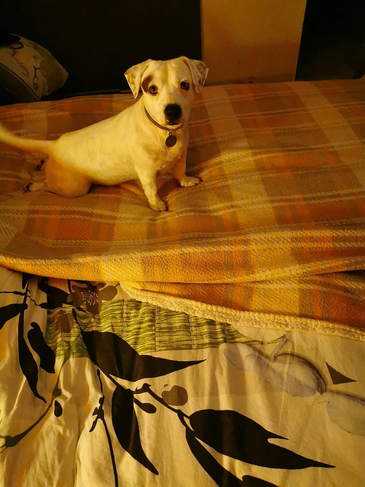 Junior participe au concours pour gagner de l'argent avec cette photo : canidae, carnivore, companion_dog, dog, dog_breed, fawn, labrador_retriever, linens, retriever, russell_terrier, sporting_group