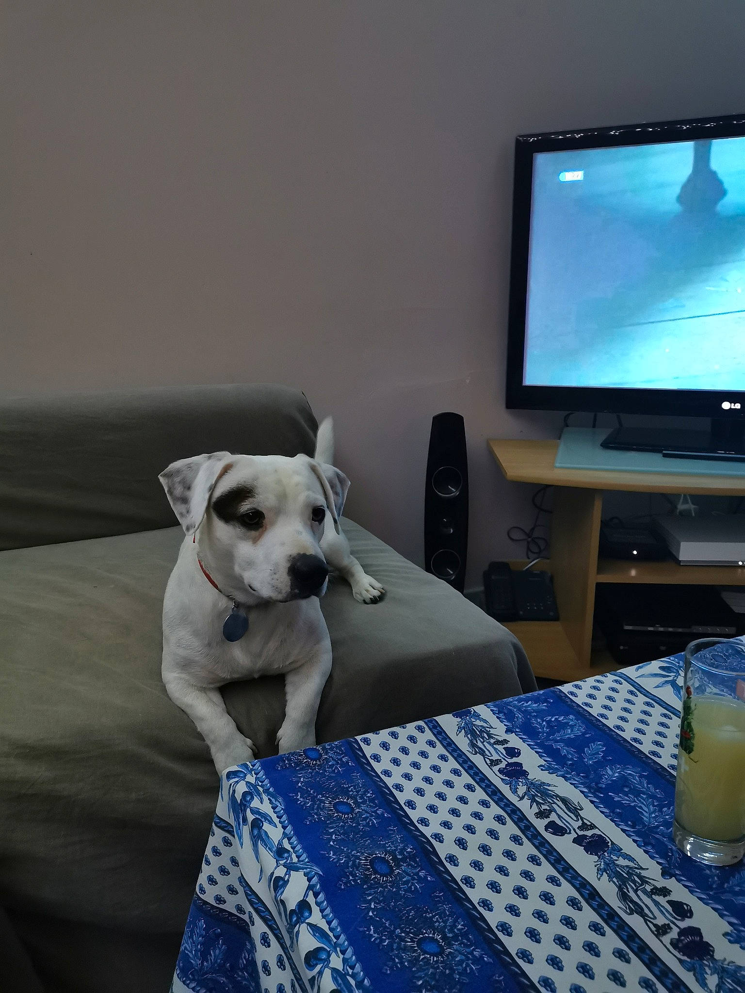 Junior a rejoint le concours — aidez-le/la à gagner de superbes lots ! american_bulldog, canidae, carnivore, companion_dog, dog, dog_breed, electronic_device, furniture, mammal, non_sporting_group, puppy, room, snout, technology