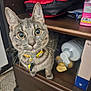 cat, tabby, wide_eyes, curious, collar, indoor, cabinet, shelf, lotion_bottle, aveeno_box, wooden_furniture, pet, domestic_animal, closeup, fur, whiskers, flooring, household_items, curiosity, cute