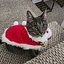 cat, tabby, pet, indoor, carpet, costume, holiday, red_cape, bell, pom_poms, fur, whiskers, ears, alert, feline, domestic_animal, home, chair, floor, cozy