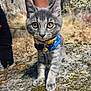 cat, kitten, gray_tabby, yellow_eyes, outdoor, rock, harness, curious, animal, pet, nature, person, blurred_background, exploring, wildlife, close_up, whiskers, paw, sunlight, adventure