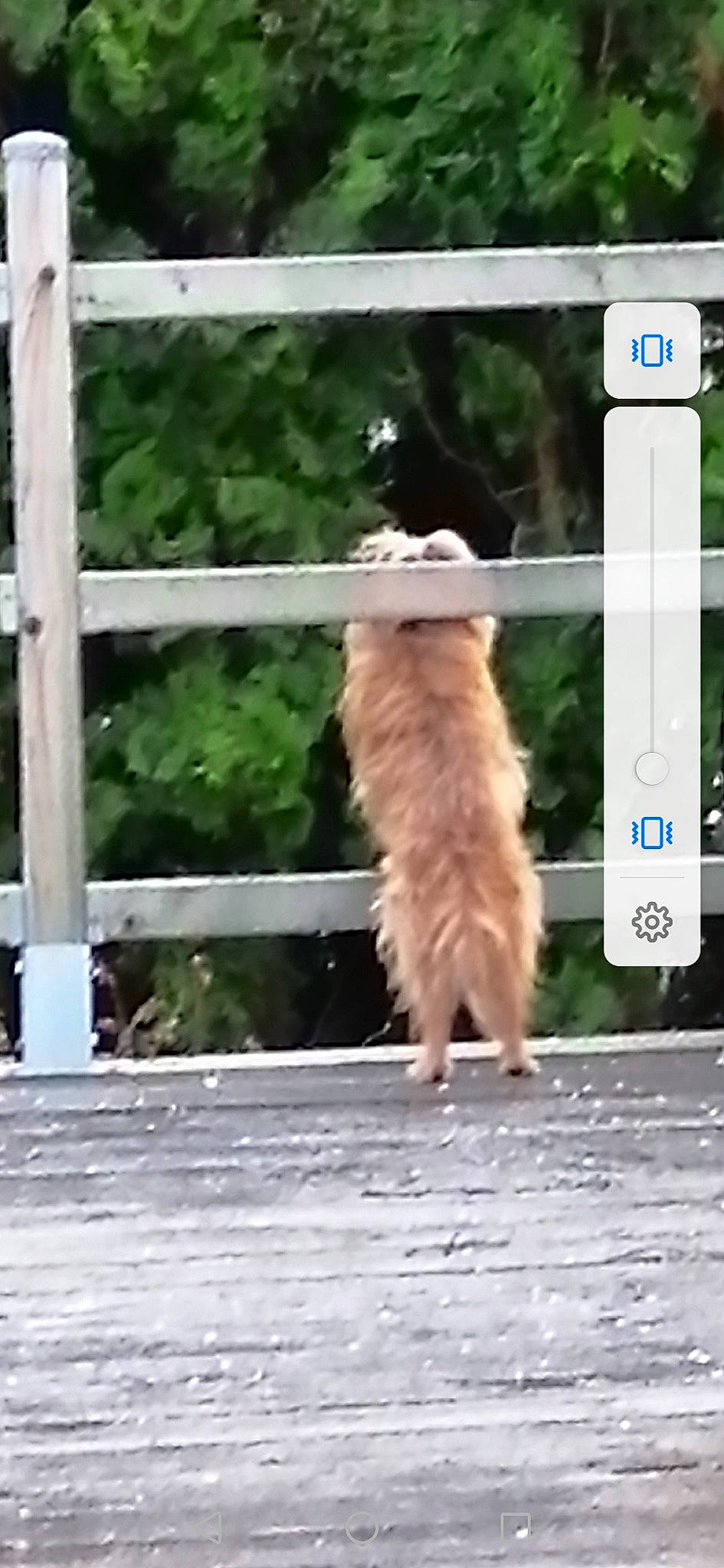 Opeye a rejoint le concours — aidez-le/la à gagner de superbes lots ! asphalt, canidae, carnivore, companion_dog, dog, dog_breed, fawn, felidae, fence, flooring, fur, photo_caption, plant, rectangle, shade, small_to_medium_sized_cats, sporting_group, tail, wildlife, wood