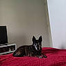 Enzo a rejoint le concours — aidez-le/la à gagner de superbes lots ! animal, bed, brown_dog, canine, cozy, dog, furniture, home, indoor, lying_down, minimalistic, pet, quiet, quiet_moment, red_bedspread, relaxed, resting, room, shelf, television