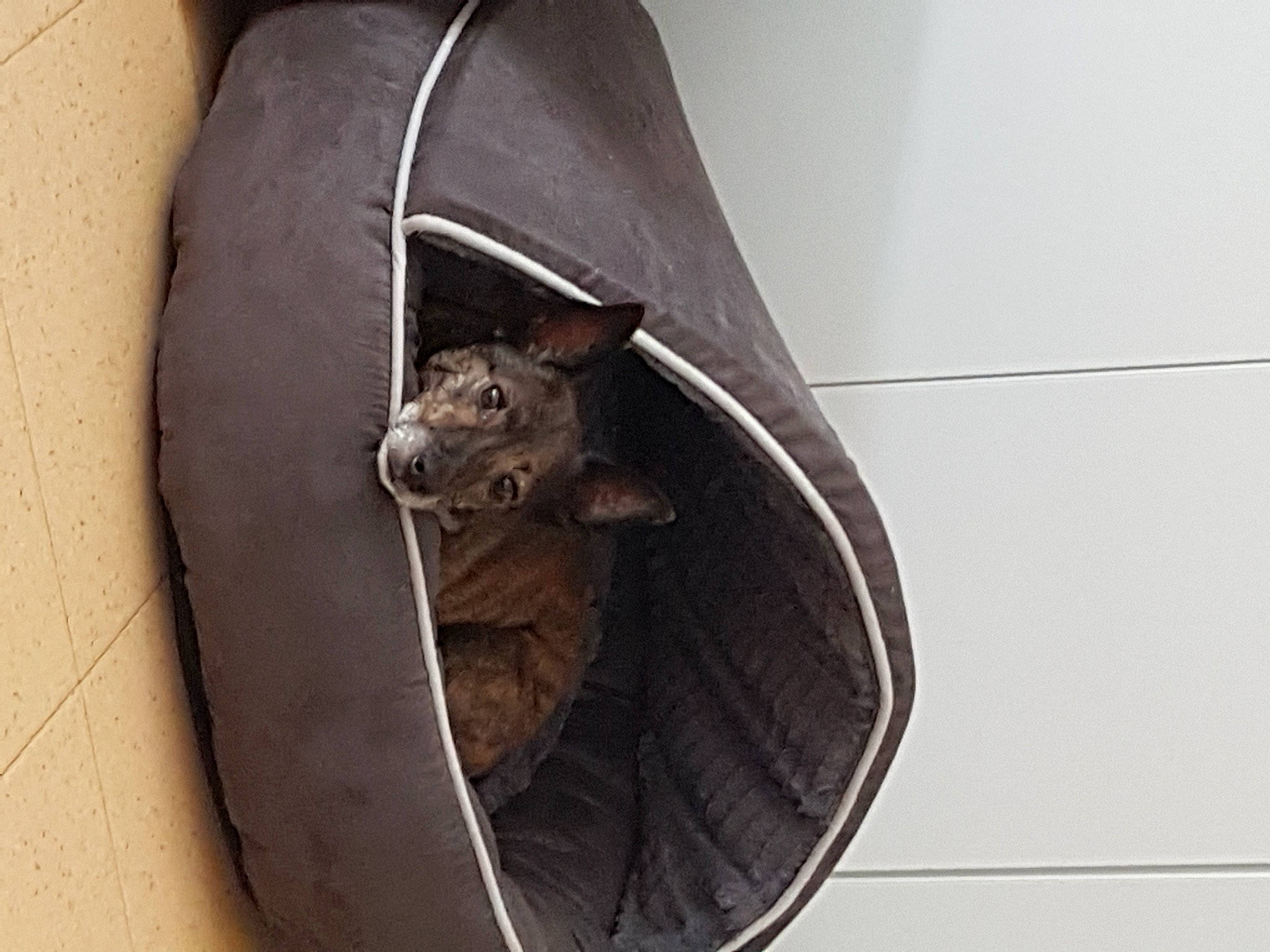 Enzo a rejoint le concours — aidez-le/la à gagner de superbes lots ! automotive_tire, automotive_wheel_system, carnivore, cat_supply, collar, dog_breed, felidae, fender, fur, grey, metal, pet_supply, rim, sculpture, small_to_medium_sized_cats, snout, spoke, sporting_group, tail, whiskers