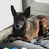 animal, bed, blanket, brown_fur, canine, comfortable, dog, domestic_animal, ears_up, floor, guarding, home, indoor, pet, portrait, quiet, relaxed, resting, sunlight, window