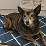 dog, brindle_coat, pet, indoor, blue_rug, patterned_rug, kitchen, towel, white_cabinet, floor_tile, animal, canine, fur, laying_down, looking, ears_up, domestic, companion, calm, portrait