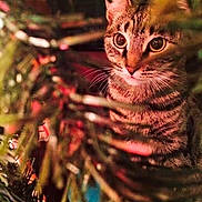 Sadie is registered to the contest to win money with this photo: cat, tabby, animal, pet, curious, pine_tree, branches, blurred_background, close_up, eyes, whiskers, indoor, warm_lighting, feline, nature, greenery, soft_focus, cozy, festive, portrait