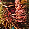 cat, tabby, animal, pet, curious, pine_tree, branches, blurred_background, close_up, eyes, whiskers, indoor, warm_lighting, feline, nature, greenery, soft_focus, cozy, festive, portrait
