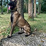 Seven participe au concours pour gagner de l'argent avec cette photo : alert, animal, belgian_malinois, canine, collar, dog, ears_up, forest, grass, greenery, happy, muzzle, nature, outdoor, pet, sitting, stone, sunlight, tongue_out, tree