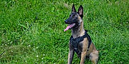Seven a rejoint le concours — aidez-le/la à gagner de superbes lots ! alert, animal, belgian_malinois, canine, daylight, dog, ears_up, field, flower, grass, greenery, happy, harness, nature, outdoor, pet, playful, sitting, summer, tongue_out