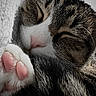 Yuyu is registered to the contest to win money with this photo: cat, sleeping, paw, pink_paw_pads, close_up, fur, whiskers, cozy, blanket, pet, animal, relaxing, cute, soft, domestic_cat, face, nose, tabby, indoor, resting
