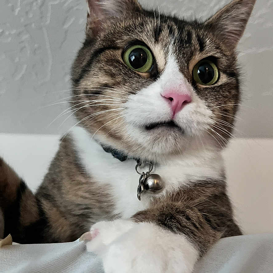 Yuyu joined the competition — help win amazing prizes! cat, tabby, pet, animal, wide_eyes, pink_nose, white_paw, collar, bell, curious, indoor, feline, closeup, portrait, whiskers, soft_lighting, texture, fur, expression, paw