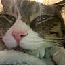 cat, close_up, sleepy, pink_nose, feline, whiskers, soft_blanket, indoor, pet, resting, fur, tabby, cozy, cute, animal, face, relaxed, domestic, warm, lazy