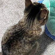 Yuyu joined the competition — help win amazing prizes! cat, tabby_cat, feline, pet, animal, carpet, floor, blanket, plush, soft, indoor, fur, ears, sitting, resting, cozy, domestic, companion, quiet, back_view